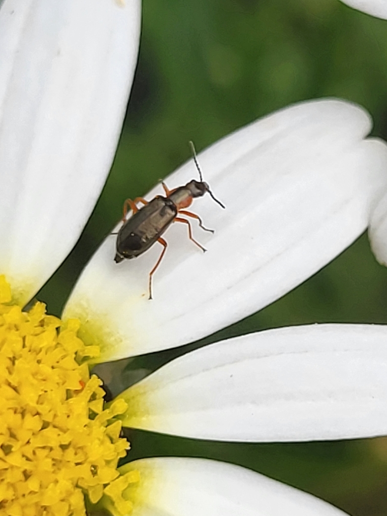 Attalus ornatissimus