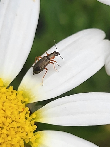 Attalus ornatissimus