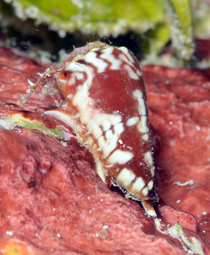 Conus distans observed 2014-03-09