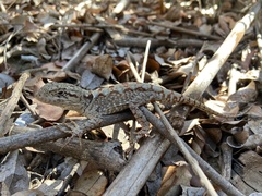 Pristidactylus alvaroi