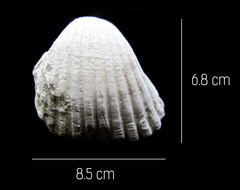 Larkinia grandis