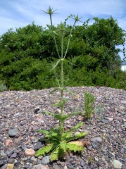 Dipsacus ferox