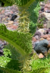 Dipsacus ferox