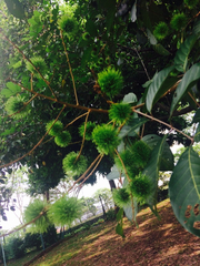 Nephelium lappaceum
