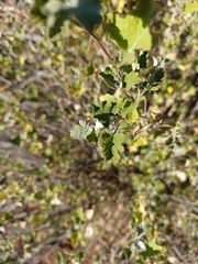 Ambrosia cordifolia