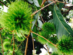 Nephelium lappaceum