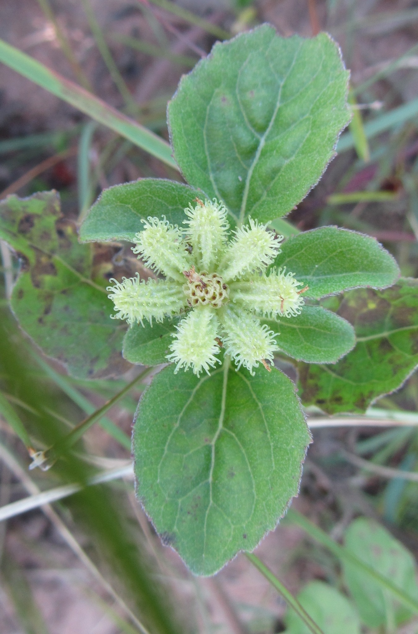 Acanthospermum