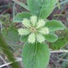 Acanthospermum - Photo (c) berthapi2, algunos derechos reservados (CC BY-NC), subido por berthapi2