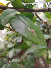 Phyllonorycter leucographella