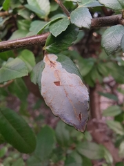 Phyllonorycter leucographella