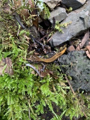 Plethodon larselli