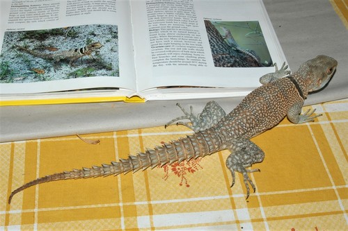 Cuvier's Madagascar Swift, Oplurus cuvieri