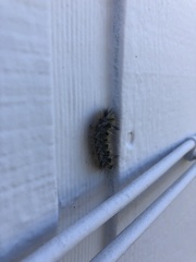 Lophocampa argentata