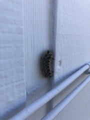 Lophocampa argentata