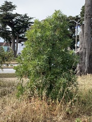Lyonothamnus