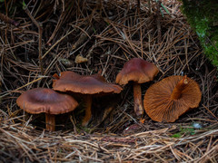 Cortinarius aurantiobasis
