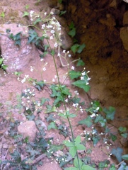 Galium scabrum