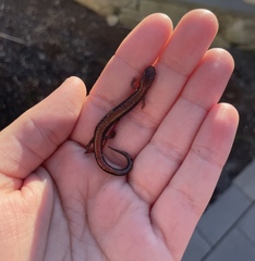 Plethodon cinereus