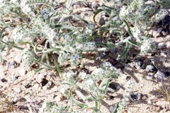 Johnstonella
