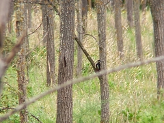 Dendrocopos major hispanus