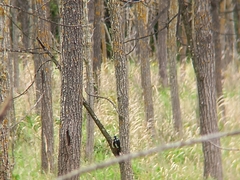 Dendrocopos major hispanus