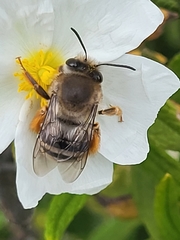 Eucera gracilipes