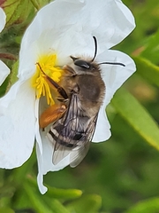 Eucera gracilipes
