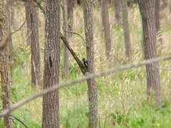 Dendrocopos major hispanus