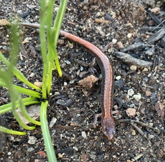 Plethodon cinereus