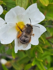 Eucera gracilipes