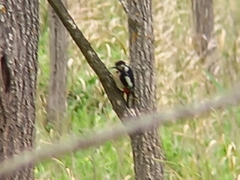 Dendrocopos major hispanus