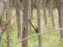 Dendrocopos major hispanus