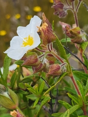 Cistus monspeliensis image