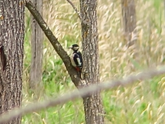 Dendrocopos major hispanus