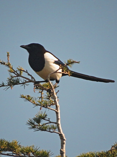 Urraca común (Pica pica)