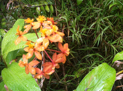Epidendrum × obrienianum