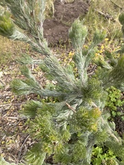 Adenanthos