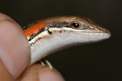 Trachylepis elegans
