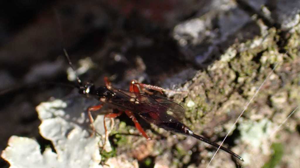 Tropistes falcatus