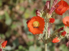 Macroteropsis