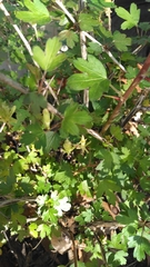 Ribes echinellum