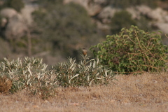 Eriodictyon trichocalyx