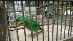 Chloropsis sonnerati