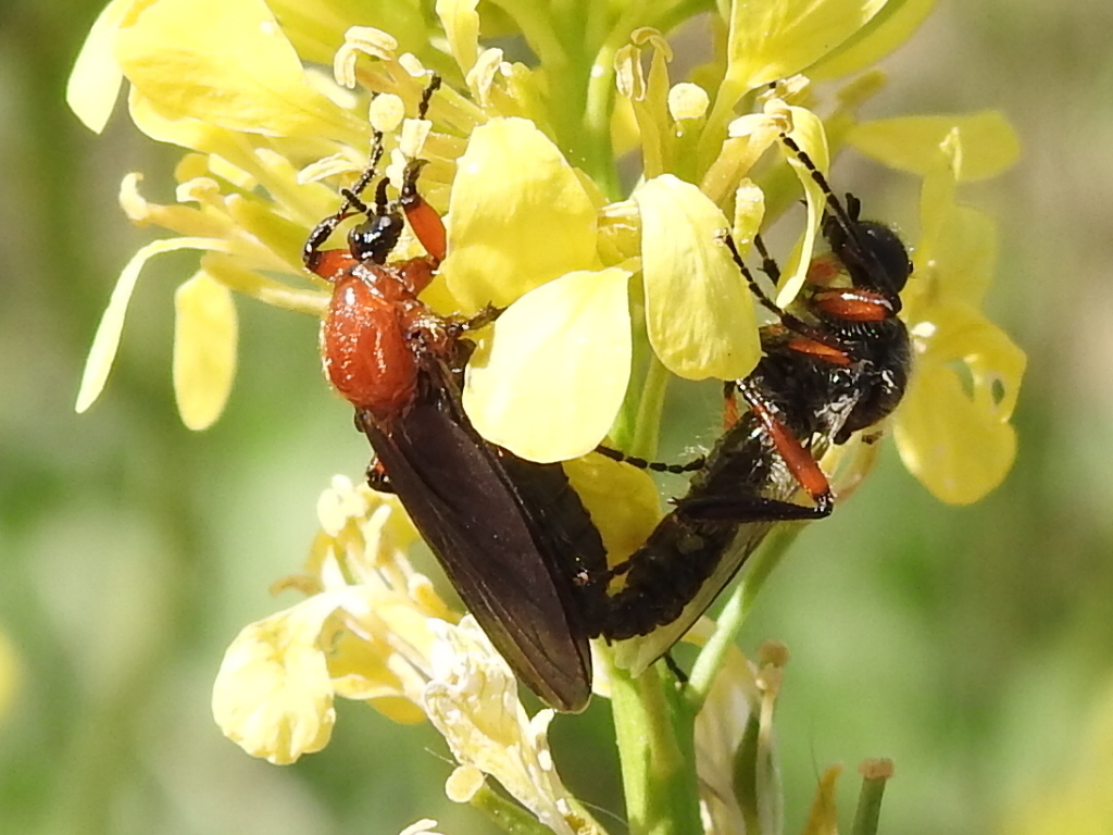 Bibio alienus