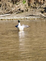 Mergus merganser merganser