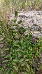 Pellaea andromedifolia pubescens