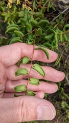 Pellaea andromedifolia pubescens