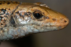 Zonosaurus laticaudatus