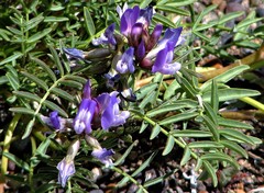 Astragalus cruckshanksii