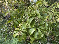 Ardisia escallonioides image
